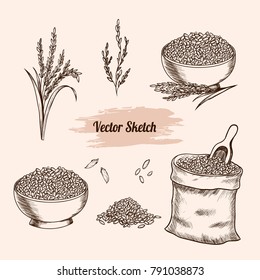 Vector rice hand drawn sketch .  Sketch vector  illustration. Vintage style