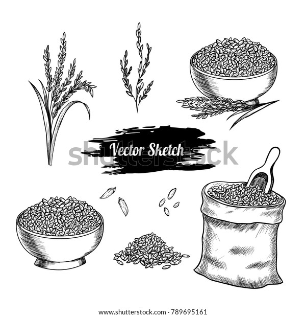 Vector Rice Hand Drawn Sketch Sketch Stock Vector (Royalty Free) 789695161