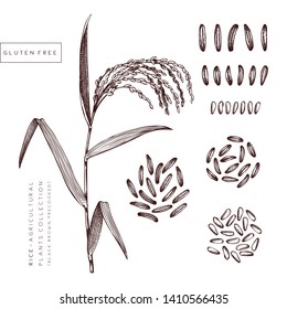 Vector Rice illustration. Agricultural plants with black, brown, precooked rice drawings. Hand drawn cereals sketch. Gluten free plants collection. Vegan food Lineart.