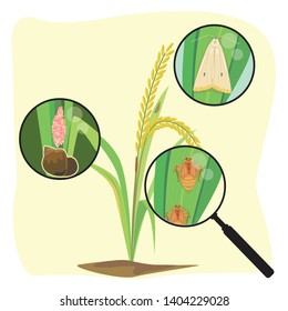 Vector Of Rice Plant And Close Up Of Rice Enemy.