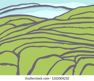 Vector rice or tea plantation on cascades field 