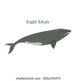 Vector Right whale. Cartoon illustration on white background for sticker, design