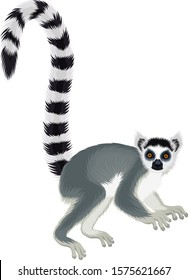 Vector ring-tailed Madagascar lemur illustration (Lemur catta) 
