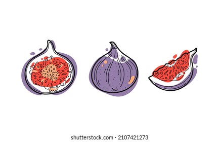 Ilustración de doodle de fig de vectores maduros, formas coloreadas y línea aislada en fondo blanco. Elementos de diseño para la decoración, iconos de menú y pegatinas.