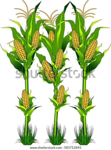 Vector Ripe Fresh Yellow Corn On Stock Vector (Royalty Free) 583712845