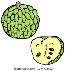 Vector ripe fruit cherimoya hand drawn, half of cherimoya, vector clip art