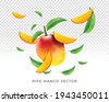 mango slice vector