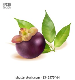 Vector ripe mangosteen with leaves isolated on white background closeup. Realistic vector, 3d illustration