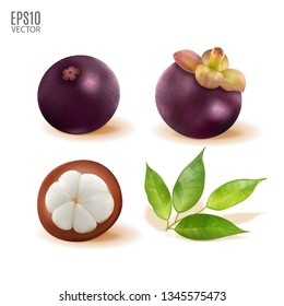 Vector ripe mangosteen with leaves set isolated on white background closeup. Realistic vector, 3d illustration
