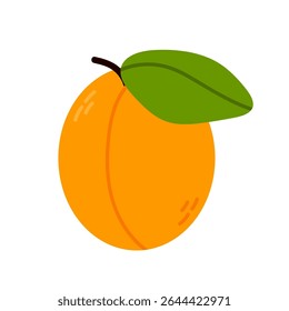 Vector of ripe orange apricot fruit with green leaf. Great for food branding, recipe cards, fresh produce design, and summer visuals