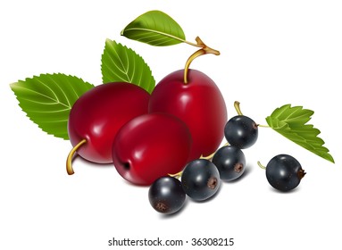 Vector. Ripe plums with black currants.