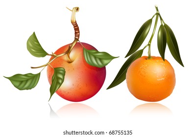 Vector. Manzana roja madura y mandarina fresca con hojas verdes.