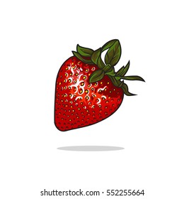 Vector ripe red strawberry, realistic drawing vector illustration isolated on white background. Single strawberry on white background, botanical illustration, design element