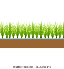 vector Ripe rice in farm fields with white background