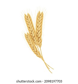 Vector ripe spikelets of wheat, design element for food packaging, flour, bakery.