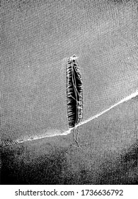 Vector of ripped mesh fabric. Black and white. Shred, rip, threads.