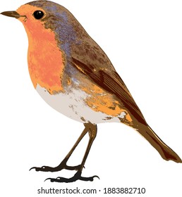 Vector of Robin (Erithacus rubecula) isolated on white background