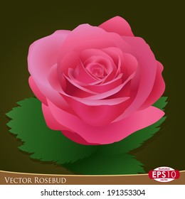 Vector romantic pink rosebud isolated on dark contrast background.
