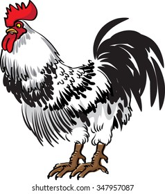 vector rooster