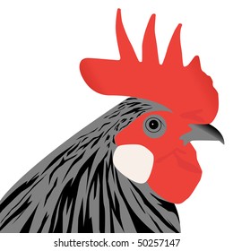 vector rooster head illustration on white background