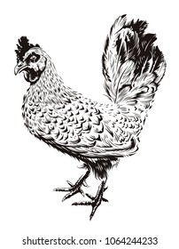 Vector Rooster Illustration. Engraving style cock. Retro art isolated on white.