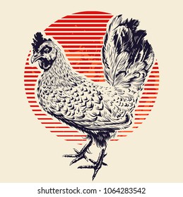 Vector Rooster Illustration. Engraving style cock and red sun. Retro art.