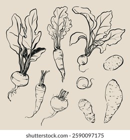 Vector root vegetables doodle illustration of Jerusalem artichoke, carrot, beetroot and potato. Hand-drawn harvest sketch. Tasty food for design, veggie market drawing print, fabric or background.