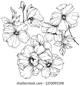 Vector Rosa canina. Floral botanical flower. Wild spring leaf wildflower isolated. Black and white engraved ink art. Isolated rosa canina illustration element.