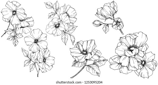 Vector Rosa canina. Floral botanical flower. Wild spring leaf wildflower isolated. Black and white engraved ink art. Isolated rosa canina illustration element.