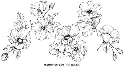 Vector Rosa canina. Floral botanical flower. Wild spring leaf wildflower isolated. Black and white engraved ink art. Isolated rosa canina illustration element.