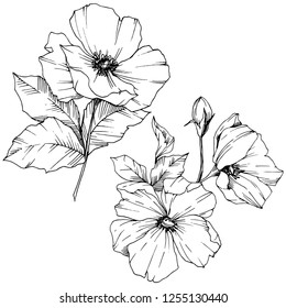 Vector Rosa canina. Floral botanical flower. Wild spring leaf wildflower isolated. Black and white engraved ink art. Isolated rosa canina illustration element.