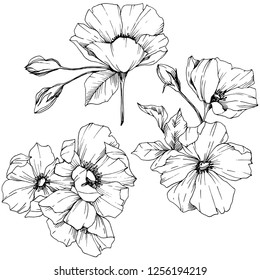 Vector Rosa canina. Floral botanical flower. Wild spring leaf wildflower isolated. Black and white engraved ink art. Isolated rosa canina illustration element.