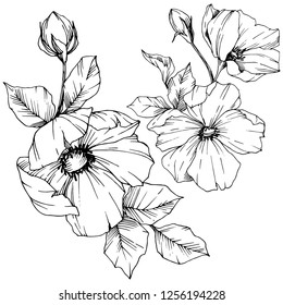 Vector Rosa canina. Floral botanical flower. Wild spring leaf wildflower isolated. Black and white engraved ink art. Isolated rosa canina illustration element.