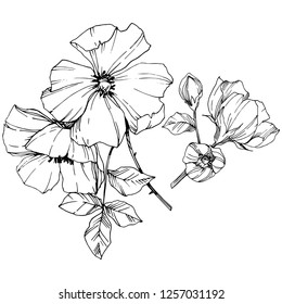 Vector Rosa canina. Floral botanical flower. Wild spring leaf wildflower isolated. Black and white engraved ink art. Isolated rosa canina illustration element.