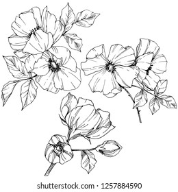 Vector Rosa canina. Floral botanical flower. Wild spring leaf wildflower isolated. Black and white engraved ink art. Isolated rosa canina illustration element.