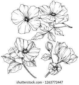 Vector Rosa canina. Floral botanical flower. Wild spring leaf wildflower isolated. Black and white engraved ink art. Isolated rosa canina illustration element.