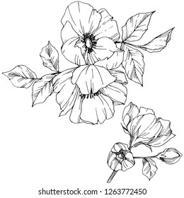 Vector Rosa canina. Floral botanical flower. Wild spring leaf wildflower isolated. Black and white engraved ink art. Isolated rosa canina illustration element.