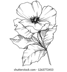 Vector Rosa canina. Floral botanical flower. Wild spring leaf wildflower isolated. Black and white engraved ink art. Isolated rosa canina illustration element.