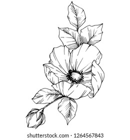 Vector Rosa canina. Floral botanical flower. Wild spring leaf wildflower isolated. Black and white engraved ink art. Isolated rosa canina illustration element.