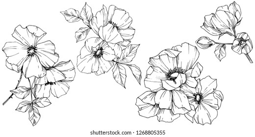 Vector Rosa canina. Floral botanical flower. Wild spring leaf wildflower isolated. Black and white engraved ink art. Isolated rosa canina illustration element.