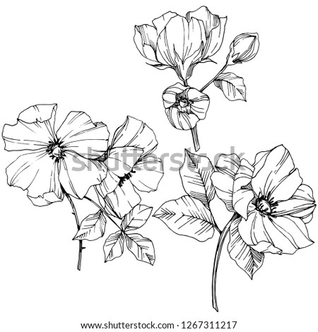 Similar – Image, Stock Photo Wild Flowers and Buds