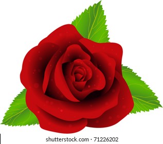 vector rose