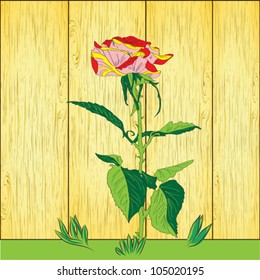 vector rose beside wooden fence