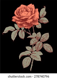 Vector Rose. Black backgrounds.