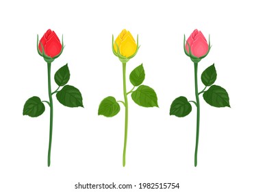 Vector rose buds. Unopened red, yellow and pink flower with green stems and leaves isolated on a white background. Floral illustration in cartoon flat style.