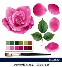 Vector of rose element and color palette. 