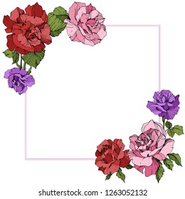 Vector Rose floral border square on white background. Floral botanical flower. Red, purple and pink engraved ink art.