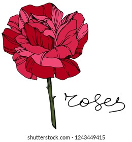 Vector Rose. Floral botanical flower. Red engraved ink art. Isolated rose illustration element. Wild spring leaf wildflower isolated.