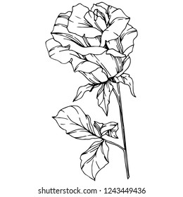 Vector Rose. Floral botanical flower. Black and white engraved ink art. Isolated rose illustration element. Wild spring leaf wildflower isolated.