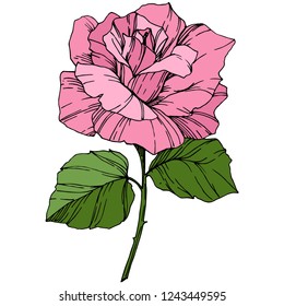 Vector Rose. Floral botanical flower. Pink color engraved ink art. Isolated rose illustration element. Wild spring leaf wildflower isolated.